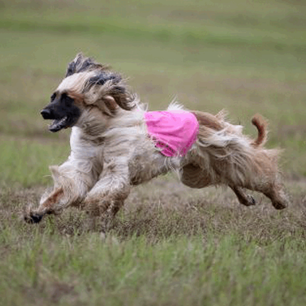 Test Mating Afghan Hound Pedigree Database