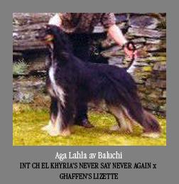 N CH Aga Lahla Av Baluchi - Afghan Hound Pedigree Database