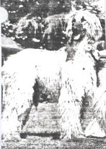 Image of Bletchingley Barzara Of Carloway