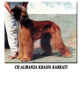 Image of Karkati's Almanza Khaifa