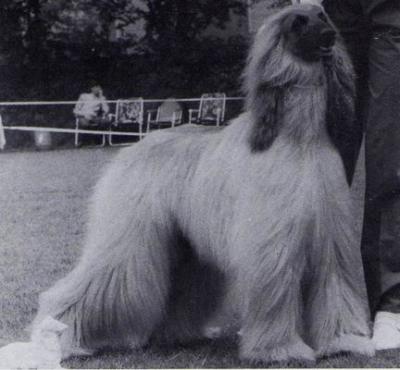 Rus Ger Ch Koschar Wa Chasis Esra Afghan Hound Pedigree Database