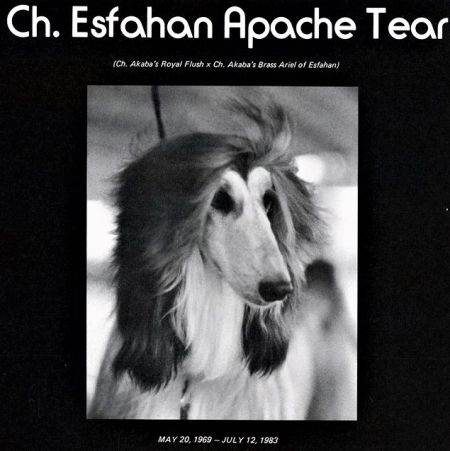 Image of Esfahan Apache Tear
