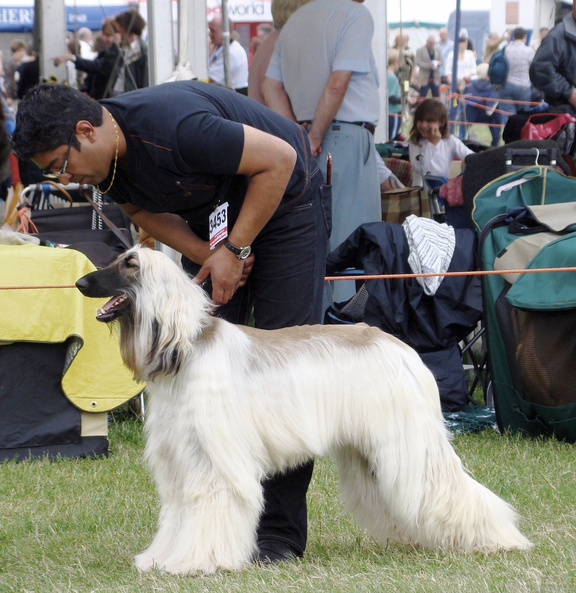 CAN CH Zaradas Kumala Khandari - Afghan Hound Pedigree Database