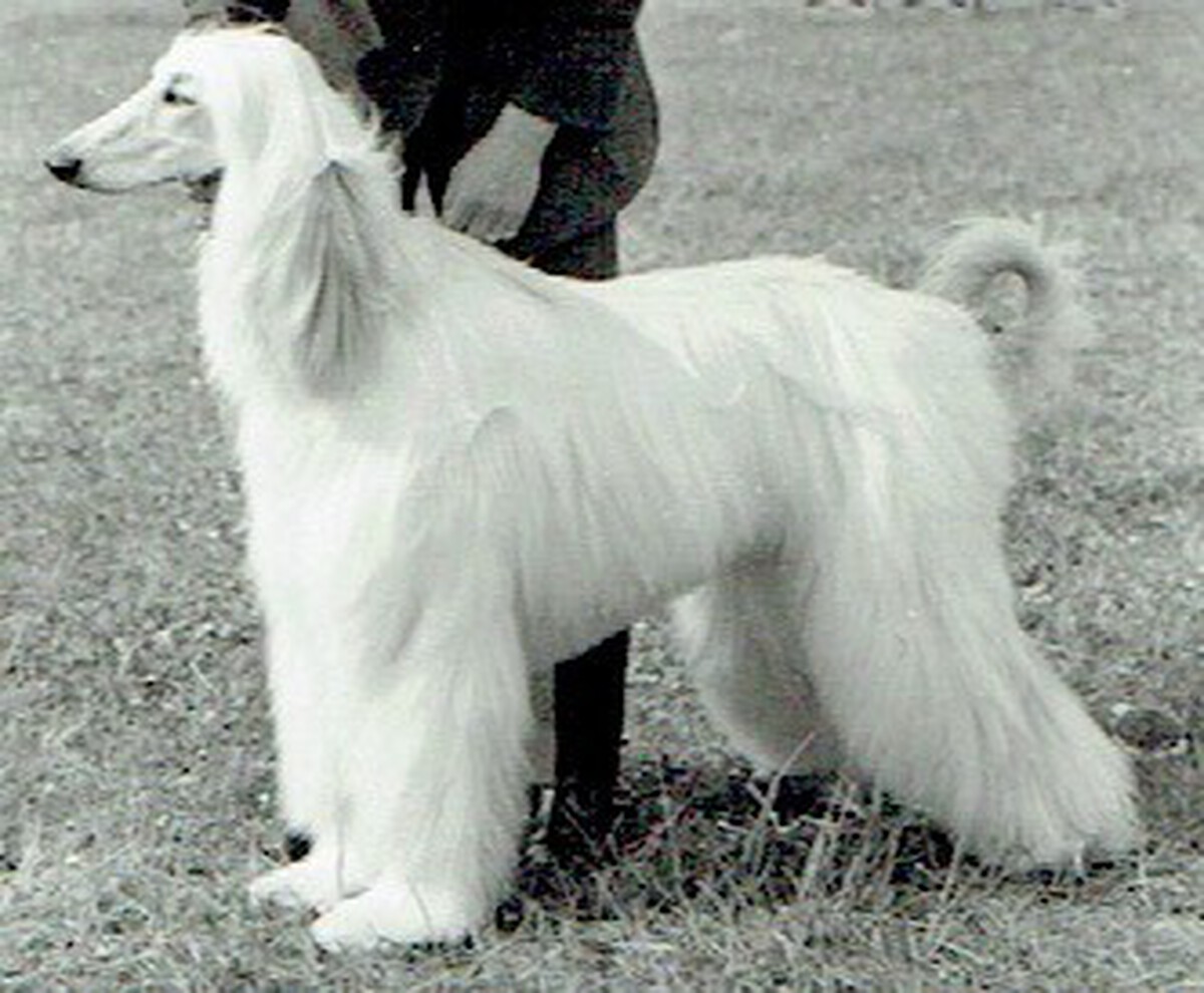 Image of Khanabad White Warrior