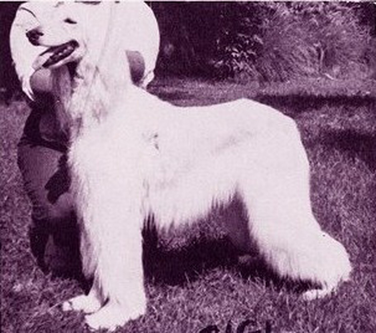 Image of Akaba's Gigi In White