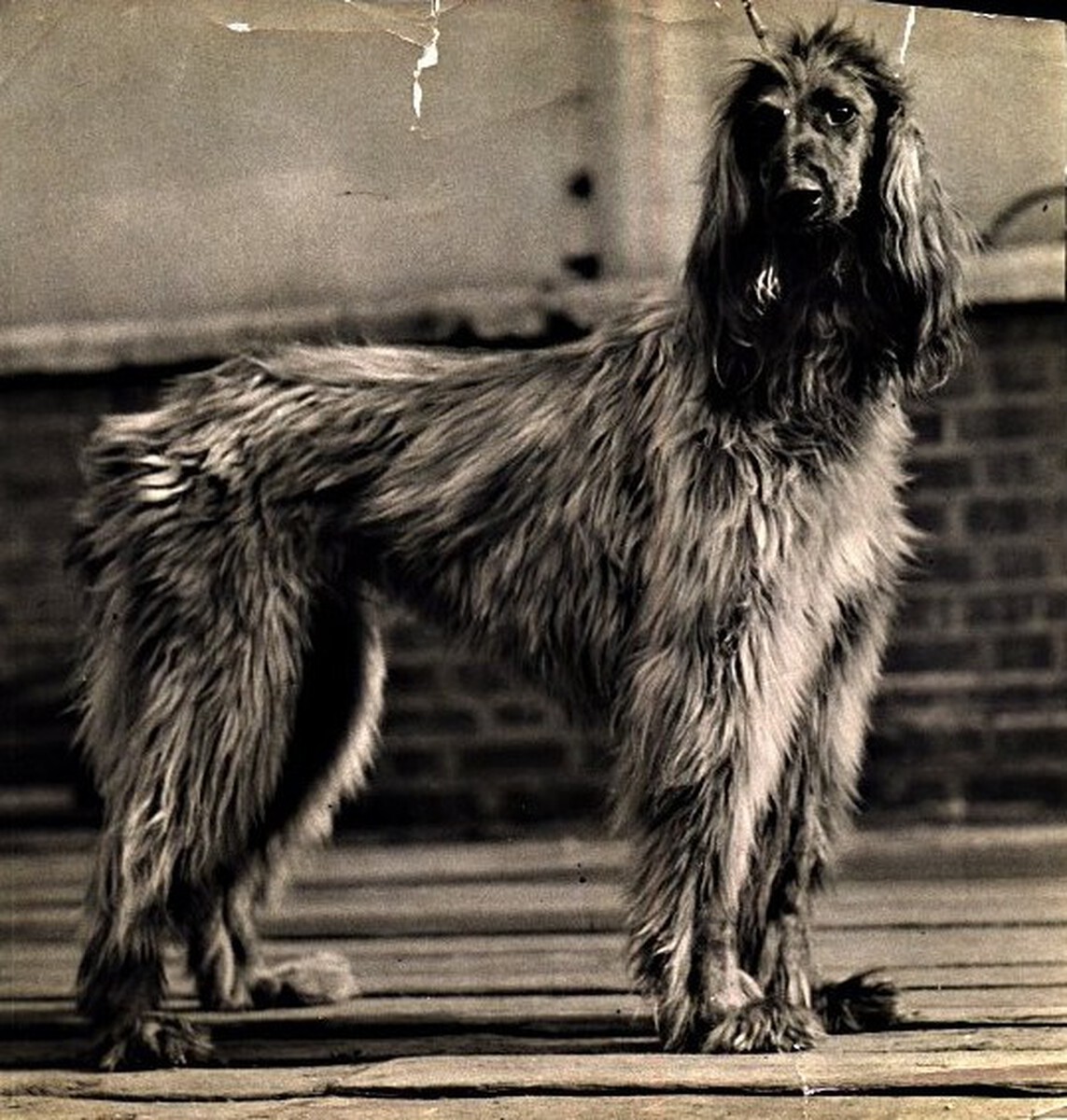 Image of Badshah Of Ainsdart