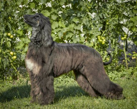 CAN CH Zaradas Kumala Khandari - Afghan Hound Pedigree Database