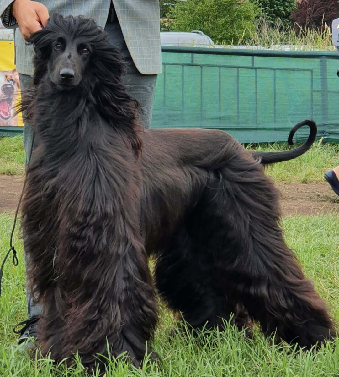 Hemeras Bahati Afghan Hound Pedigree Database 