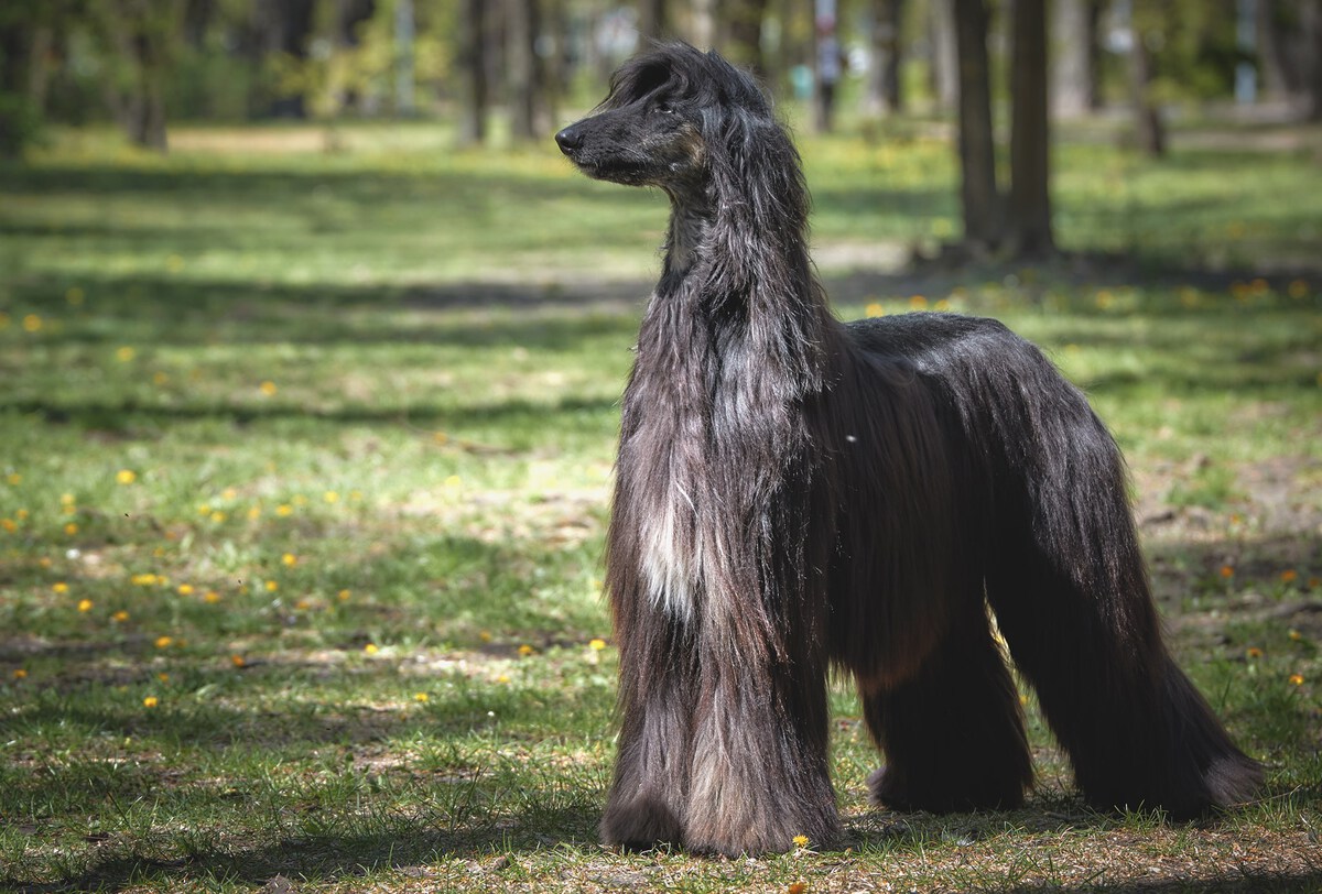 CAN CH Zaradas Kumala Khandari - Afghan Hound Pedigree Database