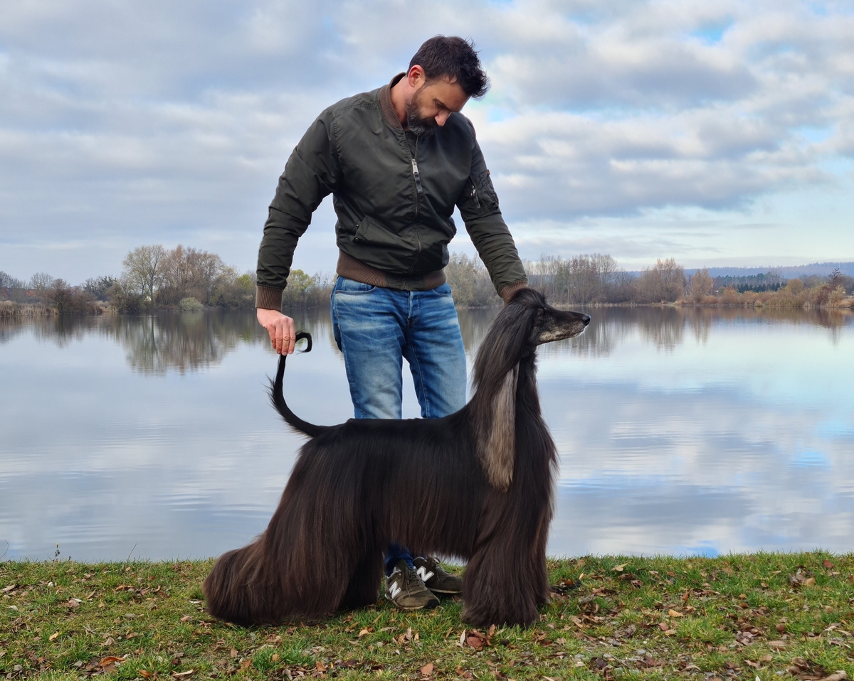 CAN CH Zaradas Kumala Khandari - Afghan Hound Pedigree Database