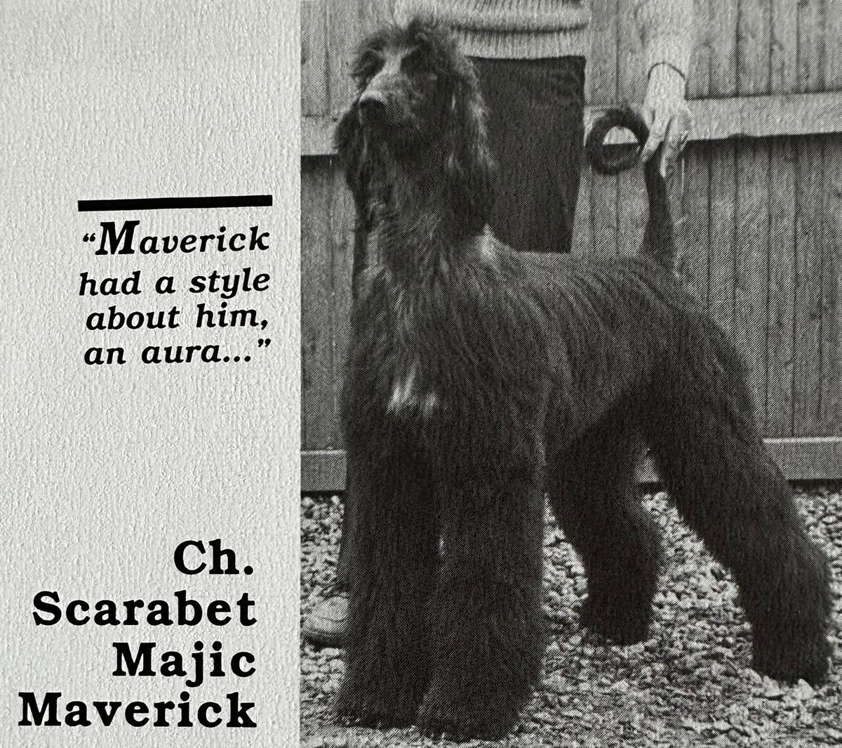 Image of Scarabet's Majic Maverick