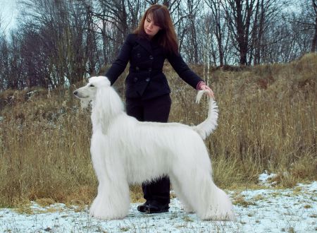 Volaf Castle's Lightning Returns - Afghan Hound Pedigree Database