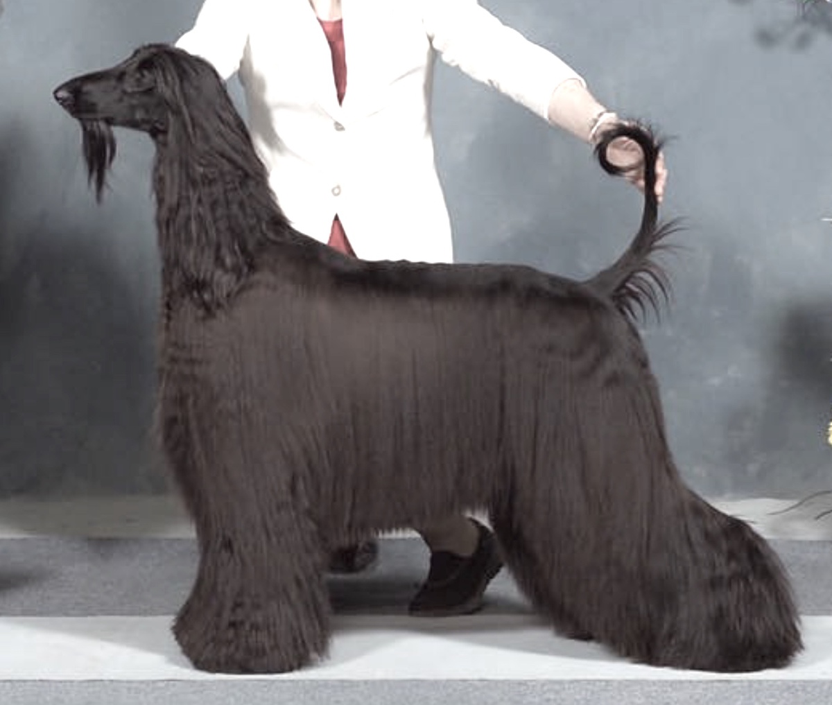 CAN (Gr)CH AM (Gr)CH Polo's The Socialite RN CA NS - Afghan Hound