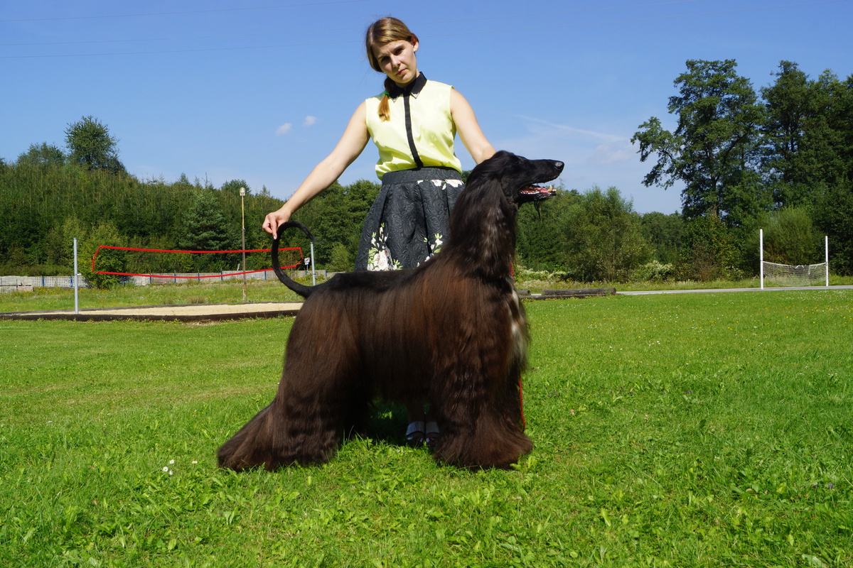 CAN CH Zaradas Kumala Khandari - Afghan Hound Pedigree Database