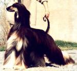 Thumbnail of Abracadabra Delle Stelle D'Oriente