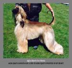 Thumbnail of Agha Djari's Ice Storm