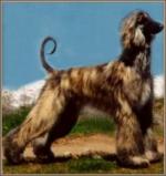 Thumbnail of Aries Raindance