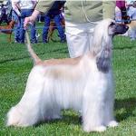 Thumbnail of Aries Sun Shower