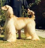 Thumbnail of Zurram Banana Banderelya