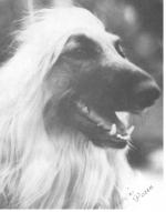 Thumbnail of Dynasty Good Golly Miss Molly