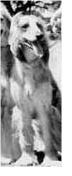 Thumbnail of El Tazzi Gesikie