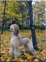 Thumbnail of Funtime's Up-To-Date Obsession