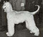 Thumbnail of Gold Coast Marshe Angel