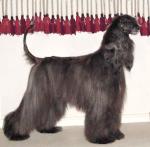 Thumbnail of Aries Rainclouds