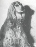 Thumbnail of Knurrebos Kuranda