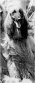 Thumbnail of Furbari Beherezade