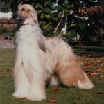 Thumbnail of The Sire Of Chaucer Lodge