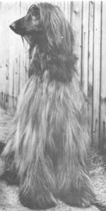 Thumbnail of Cyndar Of Ekselo