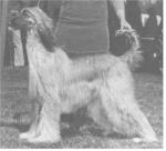 Thumbnail of Princess Shanti Of Remcroft