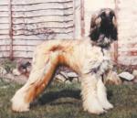 Thumbnail of Sarik Shahara