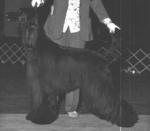 Thumbnail of Shirkden's National Velvet