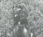 Thumbnail of Sanallah's Gypsy Of Keva