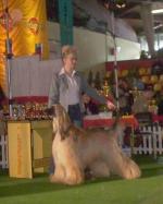 Thumbnail of Serra Parecis Happy Go Lucky