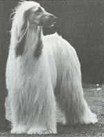 Thumbnail of Pamir Pete Of Duchess Royal (USA)
