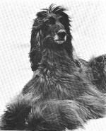 Thumbnail of Fred's Asoka Of Bihar