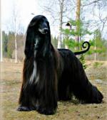 Thumbnail of Xenos Contradiction