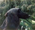 Thumbnail of ZoSo's Enter The Dragon