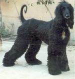 Thumbnail of Tooshay