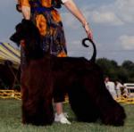 Thumbnail of Sankhya Aries Belladonna