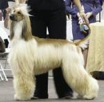 Thumbnail of Pahlavi Sundance Festival