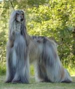 Thumbnail of Elsto The Winner Takes It All