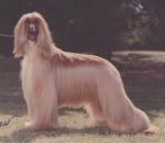 Thumbnail of Shawnlu's Rose Royce