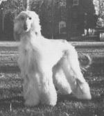 Thumbnail of Coastwind Turtle Dove