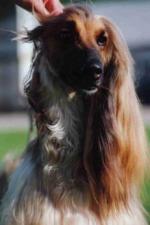 Thumbnail of Occrabelle's Hijacked Jack