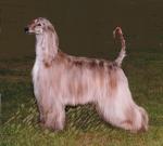 Thumbnail of Shundu Wildflower Of Bybur