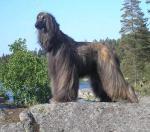 Thumbnail of Tiger Moth Av Poppyfield